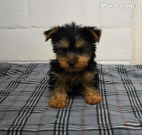 chiiots de race yorkshire pour adoption 