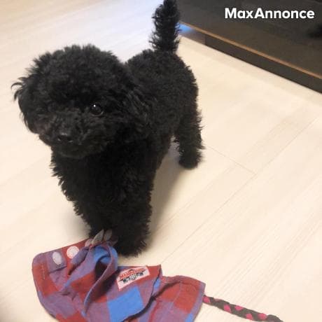 Donne contre bon soin chiot maltipoo