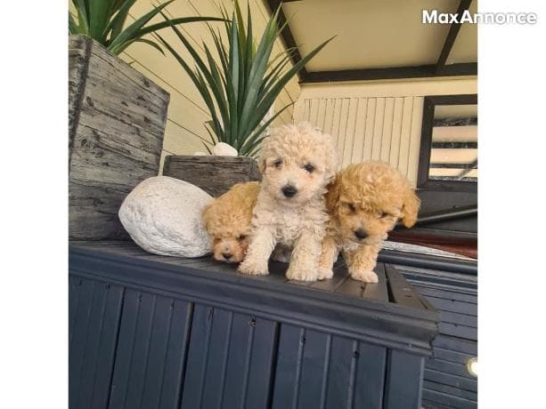 Donne contre bon soin chiot maltipoo