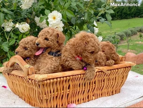  Chiots caniche toy ADN clair