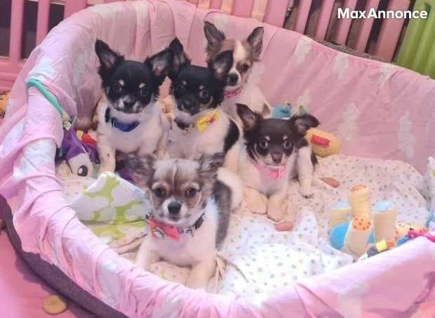 Beau Chihuahua XS à poil Long