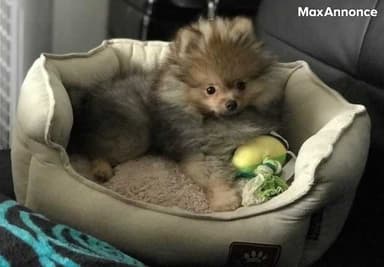 Femelle Spitz nain pour adoption 
