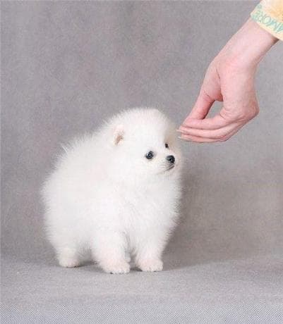  Offre adorables Bb chiots spitz nain LOF