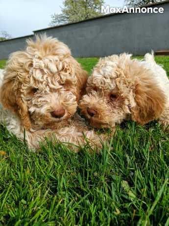 Chiots Lagotto Romagnolo