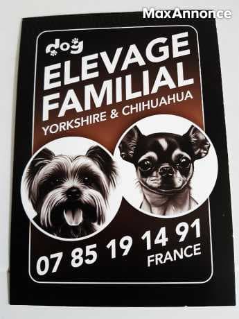 AMOUR ET PASSION YORKSHIRE 
