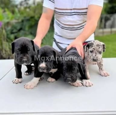A donner 04 magnifiques chiots dogue allemand lof