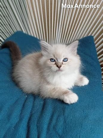 Chatons Sacré De Birmanie disponibles de suite