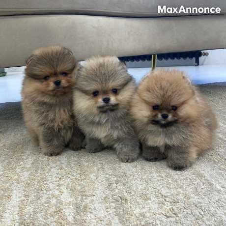 chiots spitz nain pure disponible