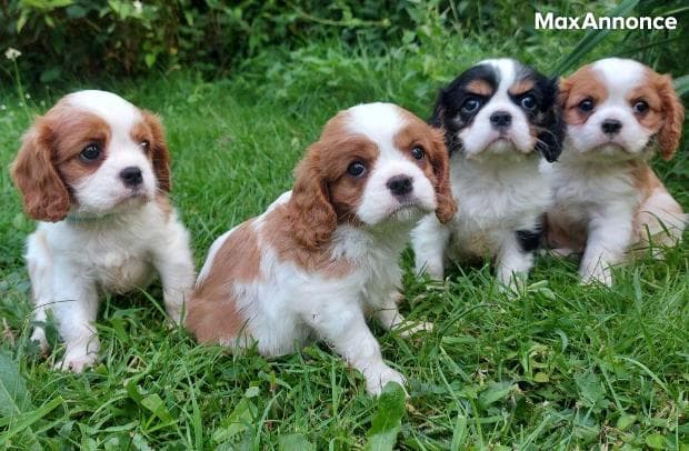chiot Cavalier King Charles pour adoption 