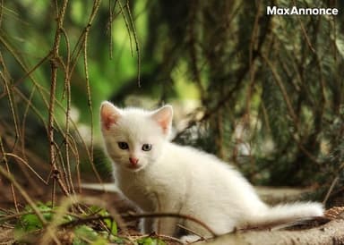 Adorable chaton mâle à donner 🐾