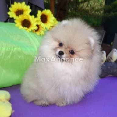 DONNE MIGNONNE CHIOT SPITZ