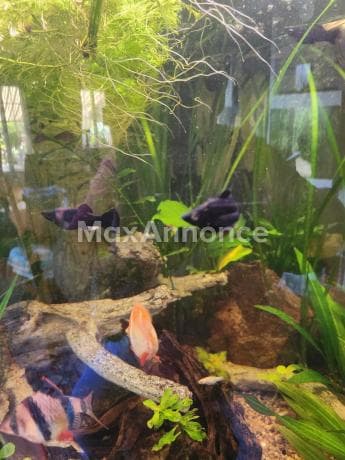 Donne poissons black molly
