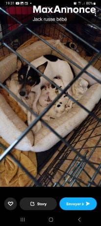 Jack russe nain 
