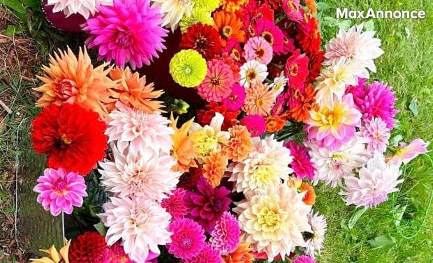 Anne-sophie coquinette pour coquinou