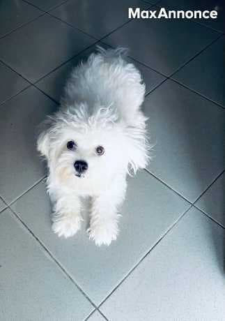 Chiot Bichon maltais femelle 