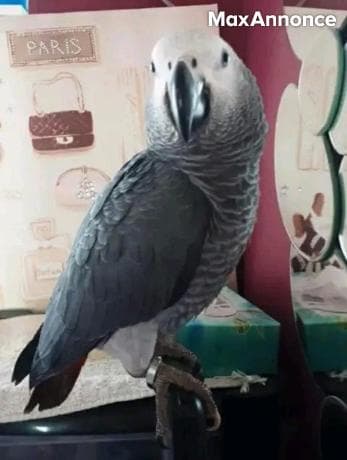 Perroquet femelle très gentille 