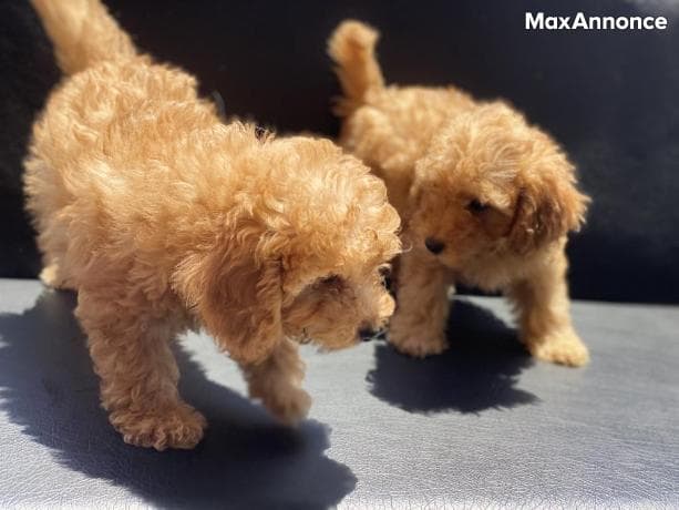 Chiots caniche bons et attentionnés