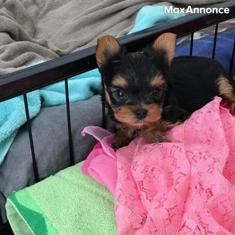  Chiots yorkshire terrier 