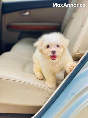 Donne magnifique chiot bichon maltais 