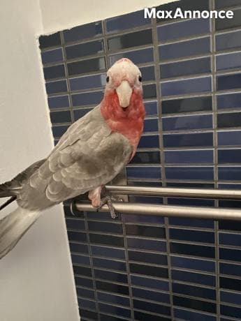 PERROQUET CACATOES ROSALBIN