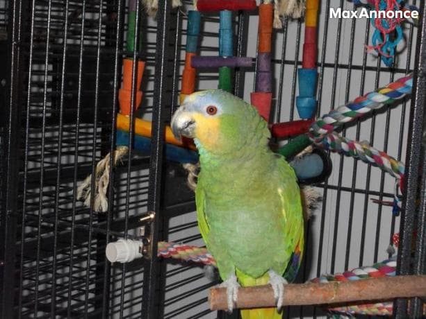 Bébé perroquet Amazone à front bleu apprivoisé à la main