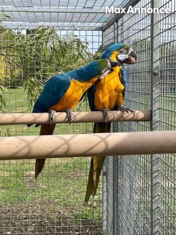 DON DE MON COUPLE  ARA