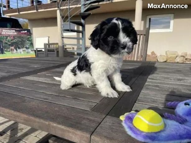 Chiot Schapendoes Astra