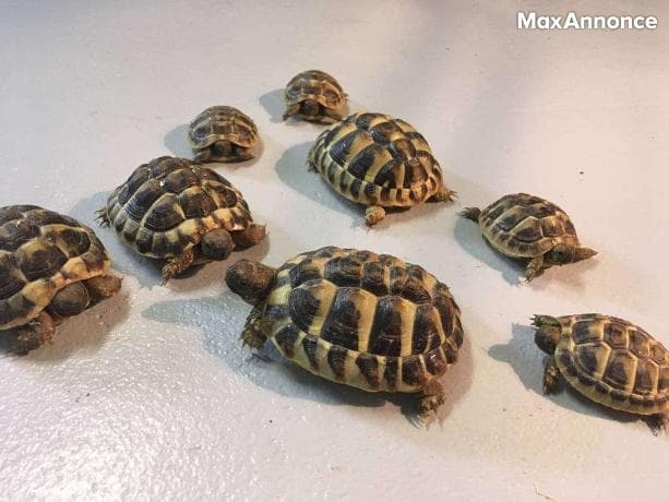 Tortues terrestres Hermann Testudo Hermanni Hermanni