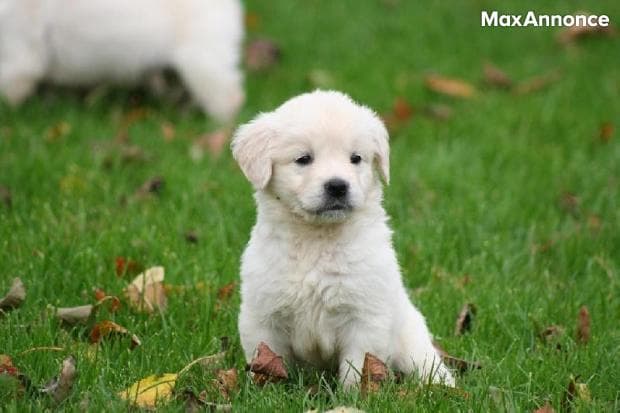 Magnifiques Chiots Golden Retriever
