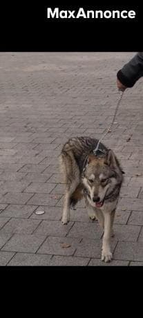 Perdu chien loup de tcheslovaquie 