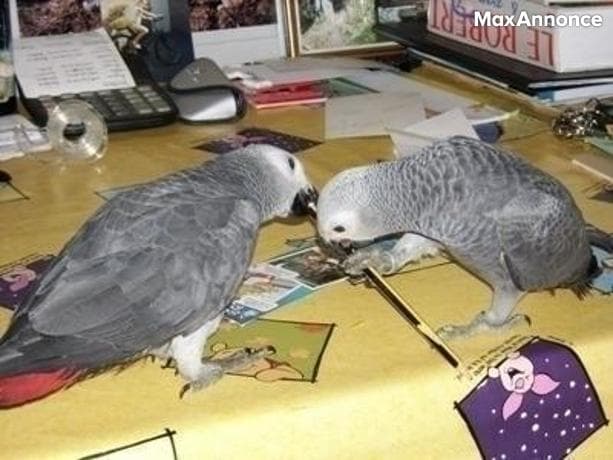 Gris de gabon eam 11 mois