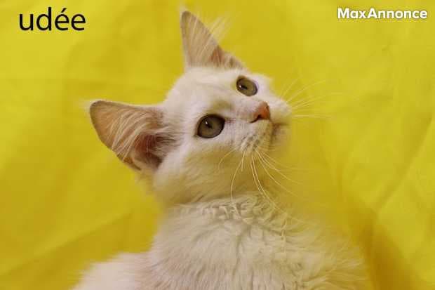 Maine coon LOOF. Lignées de suprême champions.