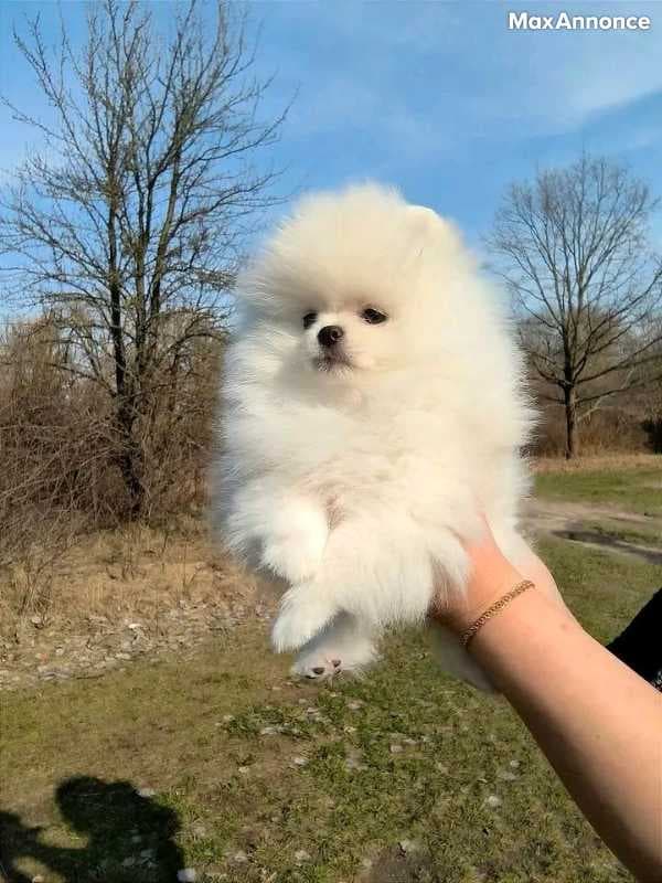 Donne chiot spitz nain blanc 