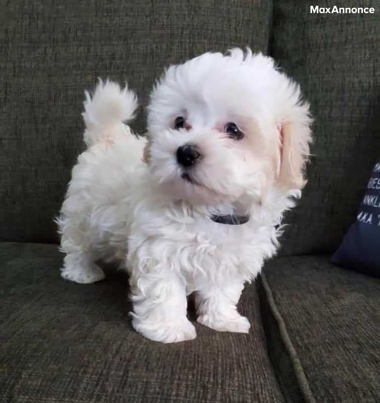 Donne magnifique femelle bichon maltais