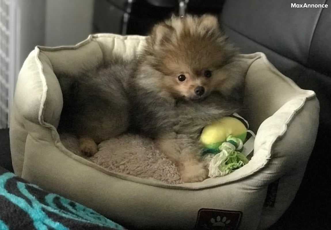 Femelle Spitz nain pour adoption 