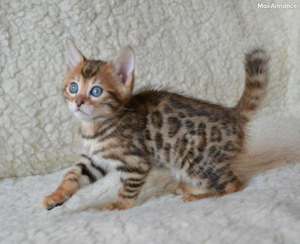 Magnifiques petits chatons Bengal 