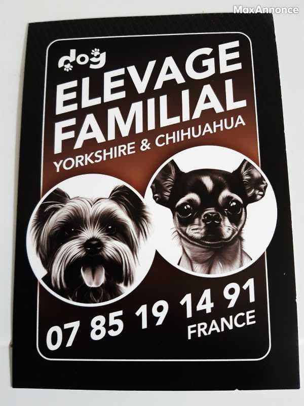 AMOUR ET PASSION YORKSHIRE 