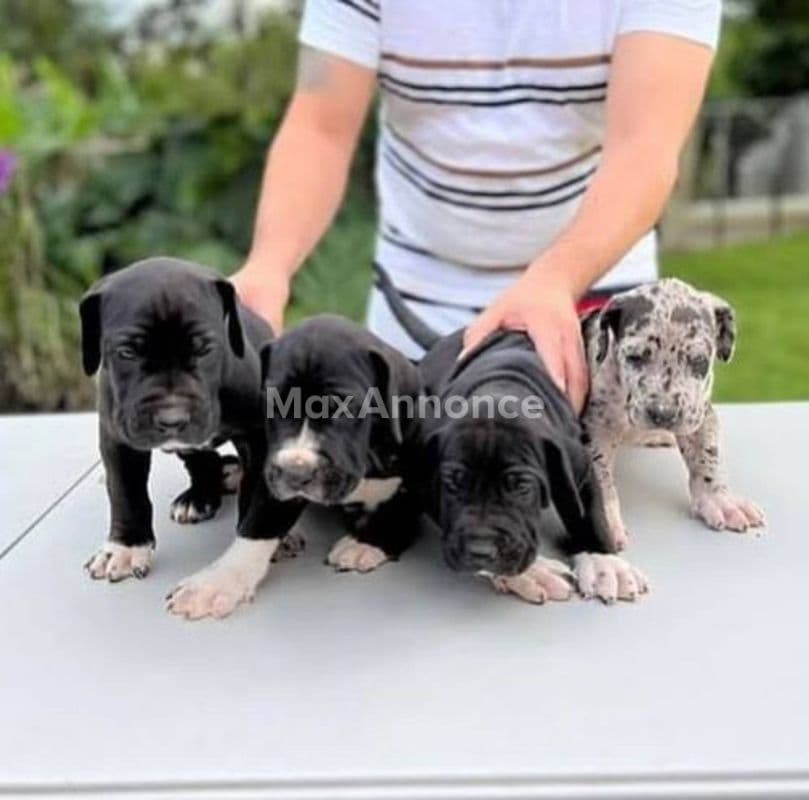 A donner 04 magnifiques chiots dogue allemand lof