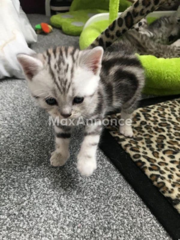 Chaton british