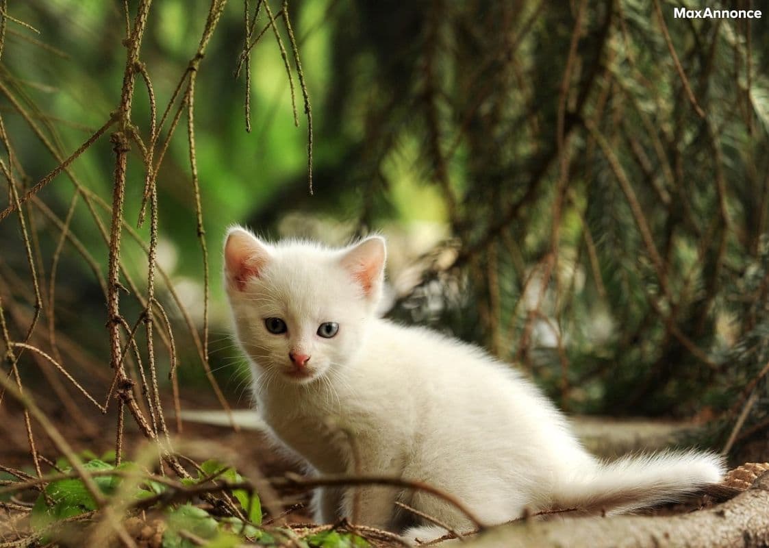Adorable chaton mâle à donner 🐾