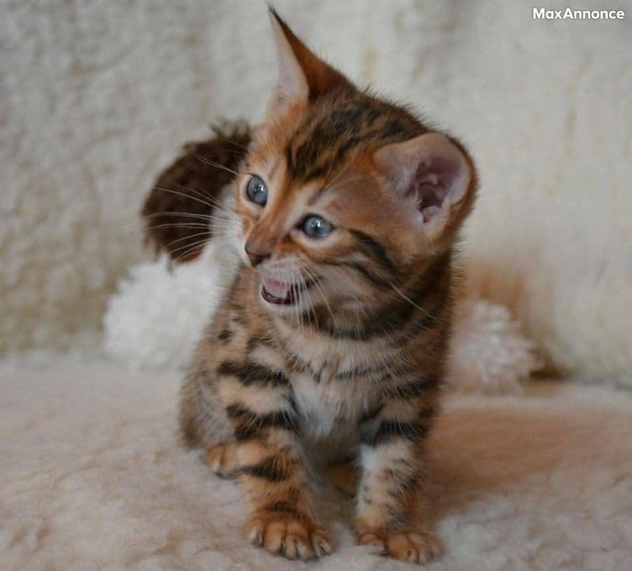 Chatons bengal brown et silver