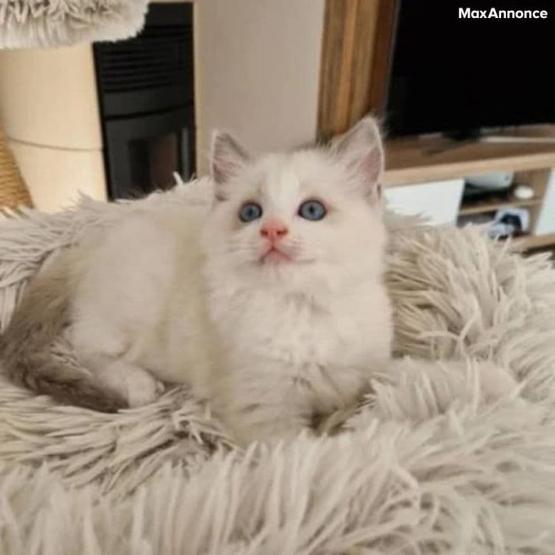 Chaton ragdoll