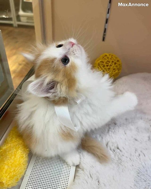 Magnifiques chatons à donner 