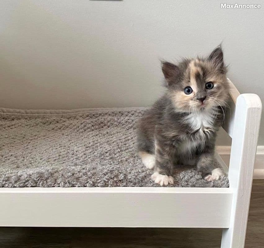 CHATONS A DONNER 