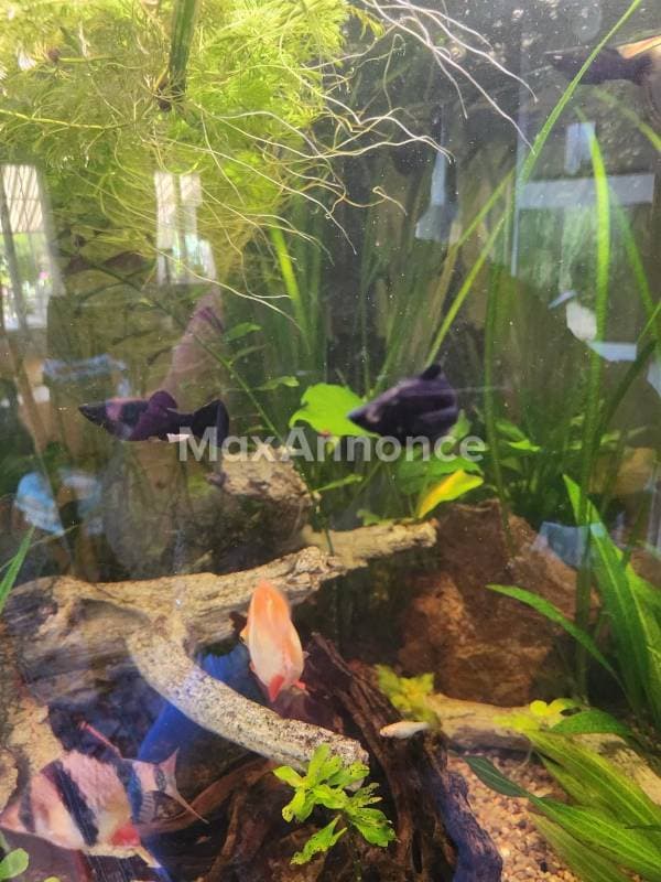 Donne poissons black molly