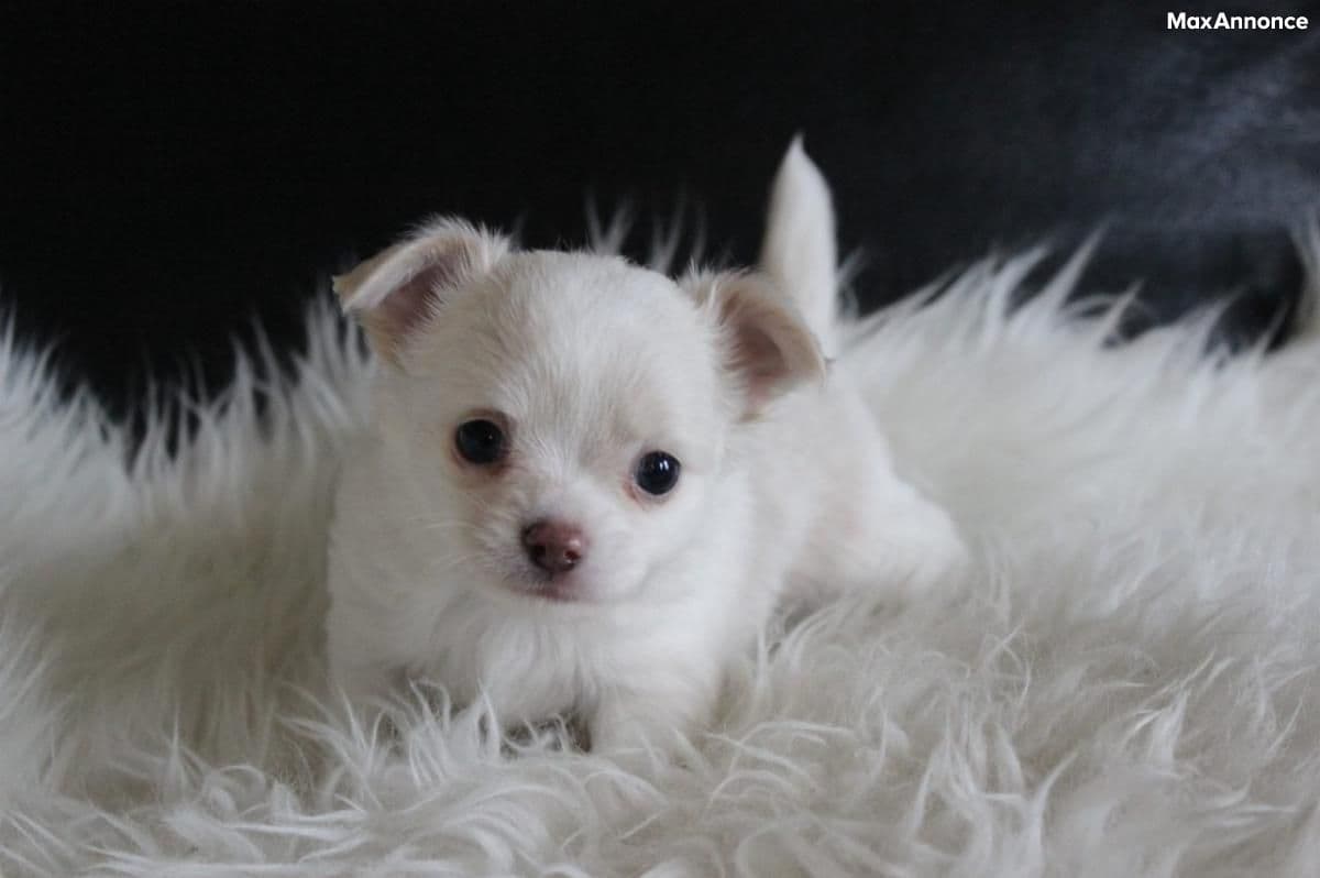 Adorable chiot chihuahua 