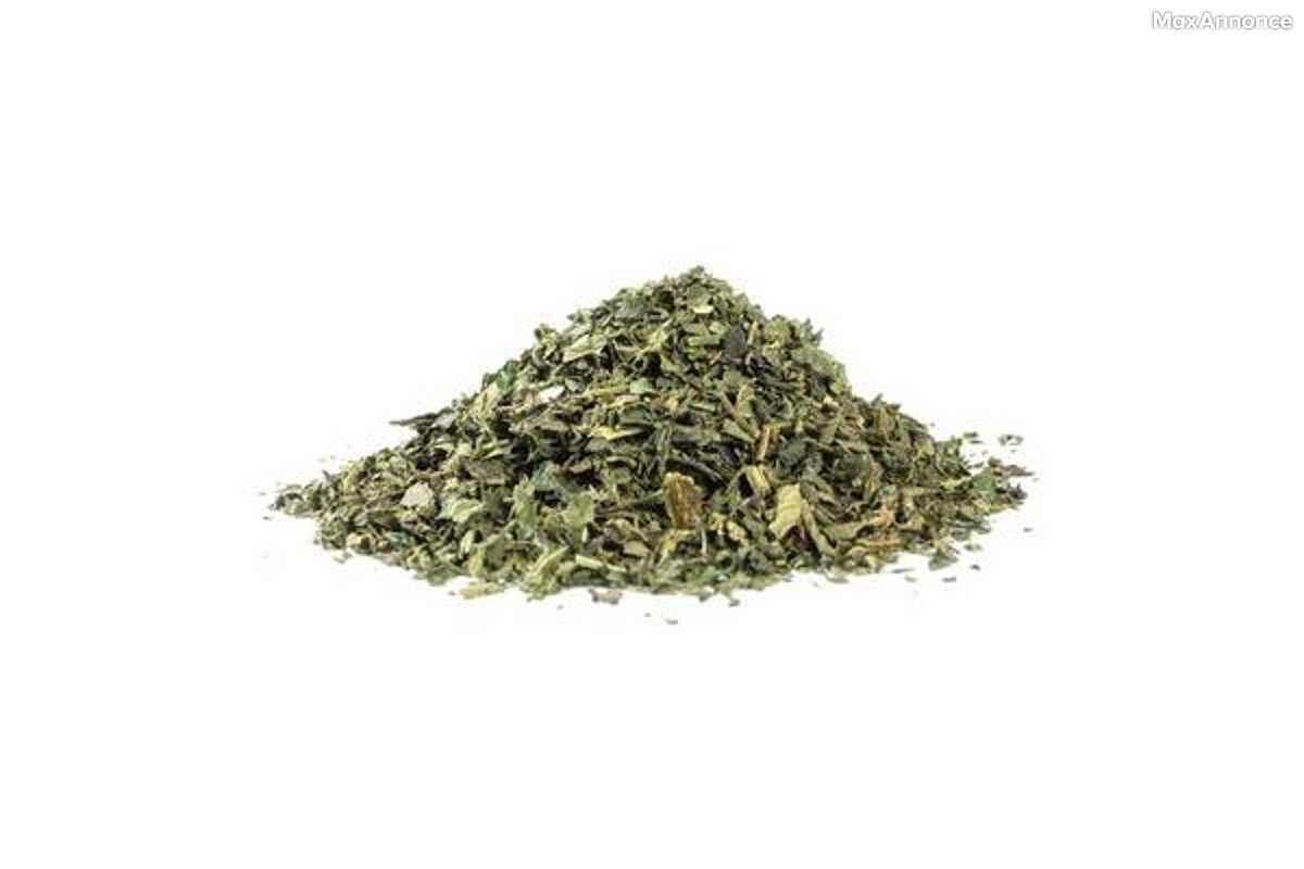 Ortie herbe