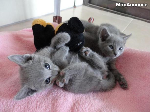 Magnifique chatons bleu russe