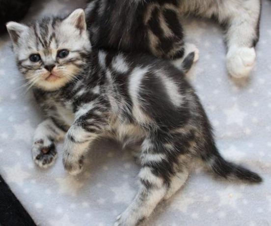 Couple Bb chatons type British pour adoption 