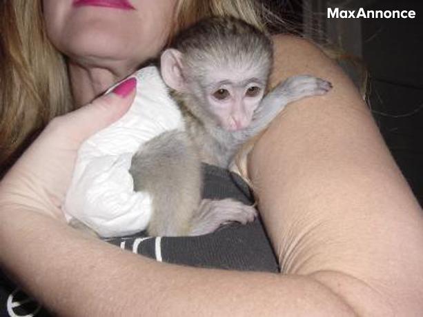 A donner Magnifique Bébé singe Capucin 3 mois